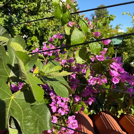 & Dalmatino Apartman *